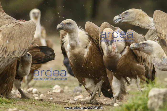 : Griffon Vulture (Gyps fulvus), feeding : Griffon Vulture (Gyps fulvus), feeding