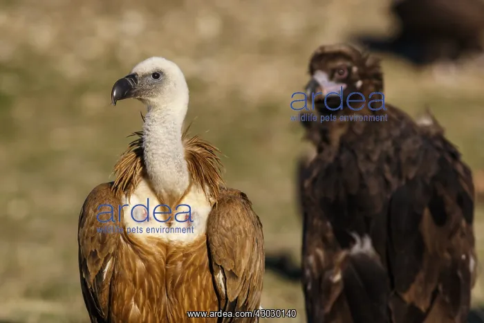 : Griffon Vulture (Gyps fulvus) on field with Cinereous : Griffon Vulture (Gyps fulvus) on field with Cinereous