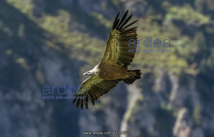 : Griffon vulture, Gyps fulvus, in flight in the S : Griffon vulture, Gyps fulvus, in flight in the S