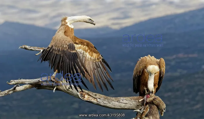 : Griffon vulture (Gyps fulvus), at Luderplatz, Castilla-La : Griffon vulture (Gyps fulvus), at Luderplatz, Castilla-La