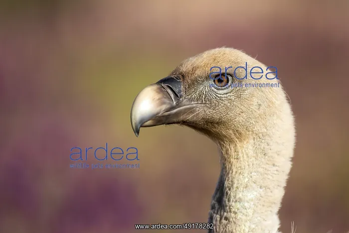 : Griffon Vulture (Gyps fulvus), Madrid, Spain : Griffon Vulture (Gyps fulvus), Madrid, Spain