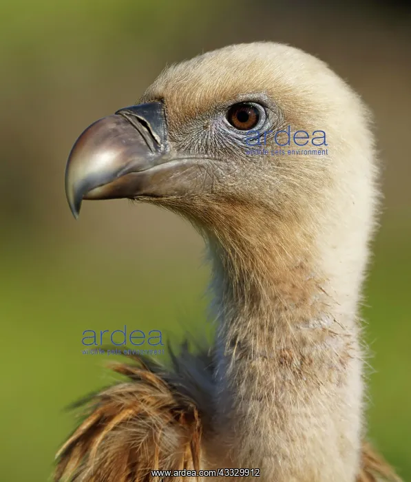 : Griffon Vulture (Gyps fulvus) portrait, Castilla : Griffon Vulture (Gyps fulvus) portrait, Castilla