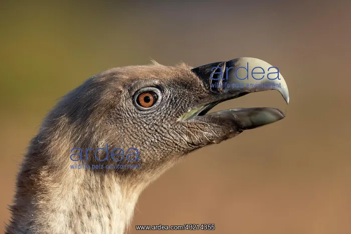 : Griffon vulture (Gyps fulvus) portrait, Vulture : Griffon vulture (Gyps fulvus) portrait, Vulture