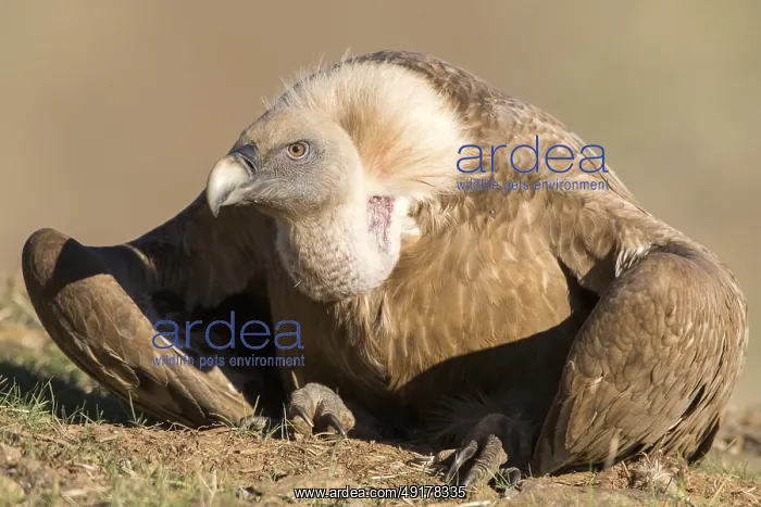 : Griffon Vulture (Gyps fulvus) resting on the ground : Griffon Vulture (Gyps fulvus) resting on the ground