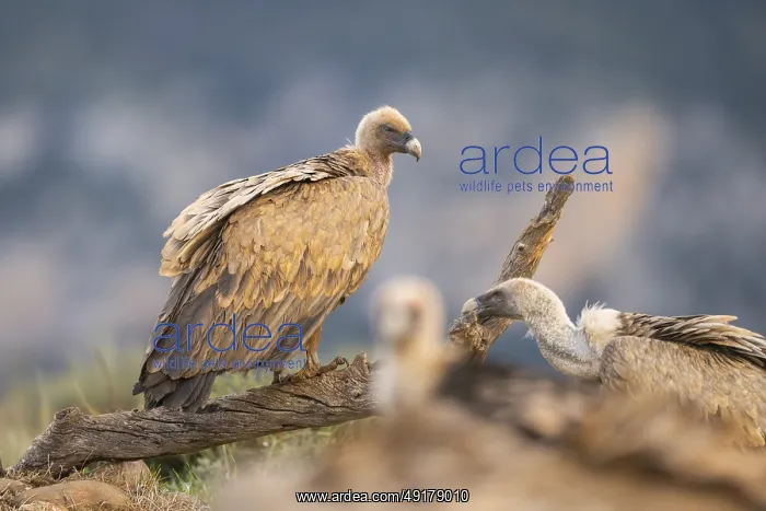 : Griffon Vulture (Gyps fulvus) sitting on an old gnarled root in autumn : Griffon Vulture (Gyps fulvus) sitting on an old gnarled root in autumn