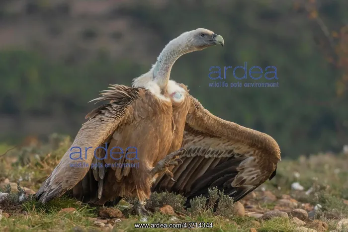 : Griffon vulture (Gyps fulvus) threatening on the : Griffon vulture (Gyps fulvus) threatening on the
