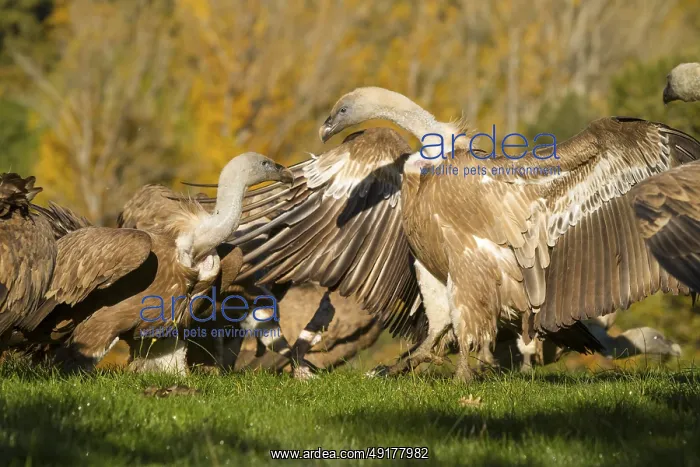 : Griffon Vulture (Gyps fulvus), two vultures fighting : Griffon Vulture (Gyps fulvus), two vultures fighting