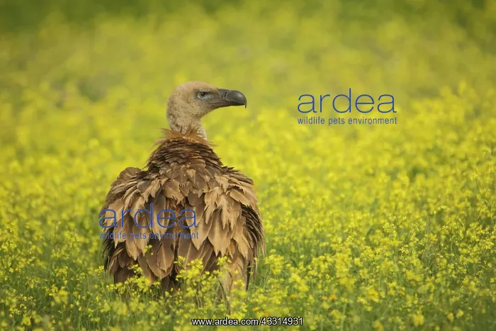 : Griffon vulture (Gyps fulvus) in a yellow flower : Griffon vulture (Gyps fulvus) in a yellow flower