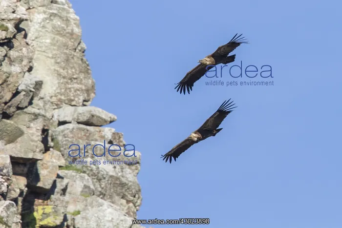 : Griffon Vulture pair in flight Extremadura Spain : Griffon Vulture pair in flight Extremadura Spain