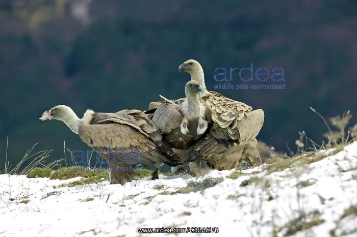 : Griffon Vulture - perched on a ledge : Griffon Vulture - perched on a ledge
