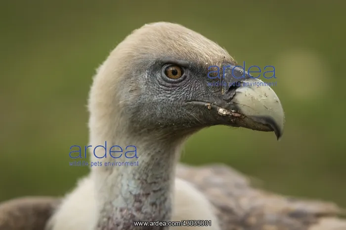 : Griffon Vulture - portrait - Castilla Leon, Spain : Griffon Vulture - portrait - Castilla Leon, Spain