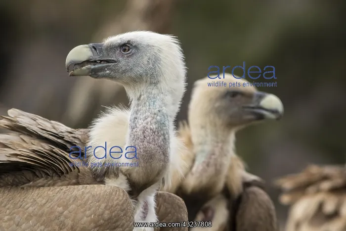: Griffon Vulture - portrait - Castilla Leon, Spain : Griffon Vulture - portrait - Castilla Leon, Spain