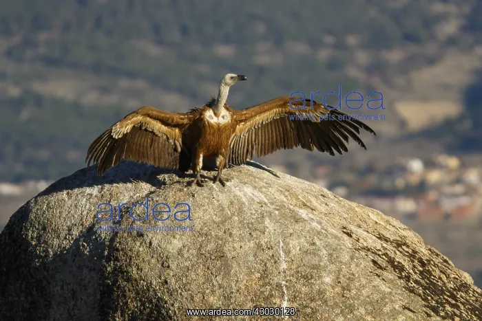 : Griffon Vulture - on rocks - Castila Leon, Spain : Griffon Vulture - on rocks - Castila Leon, Spain