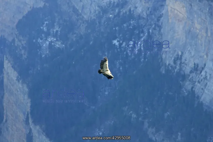 : Griffon Vulture - soaring over a valley in The Pyrenees : Griffon Vulture - soaring over a valley in The Pyrenees
