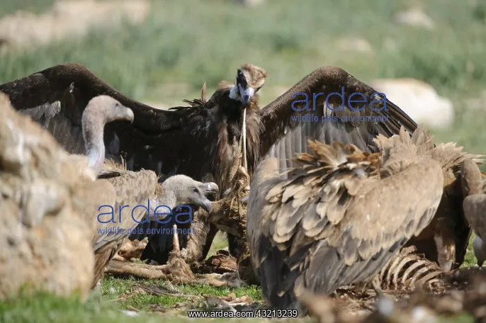 : Griffon vultures and Black vultures on a sheep carcass Spain : Griffon vultures and Black vultures on a sheep carcass Spain