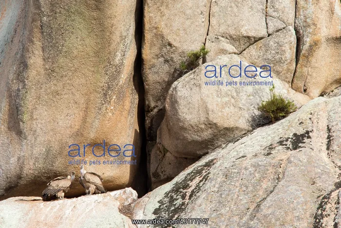 : Griffon vultures (Gyps fulvus) on cliff, Guadarrama : Griffon vultures (Gyps fulvus) on cliff, Guadarrama