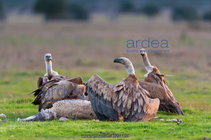 : Griffon Vultures and Sheep corpse - Cabaeros NP Spain : Griffon Vultures and Sheep corpse - Cabaeros NP Spain