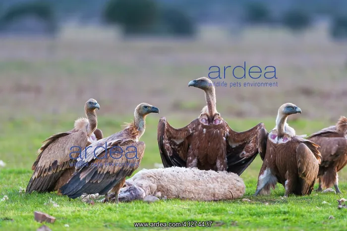  : Griffon Vultures and Sheep corpse - Cabaeros NP Spain