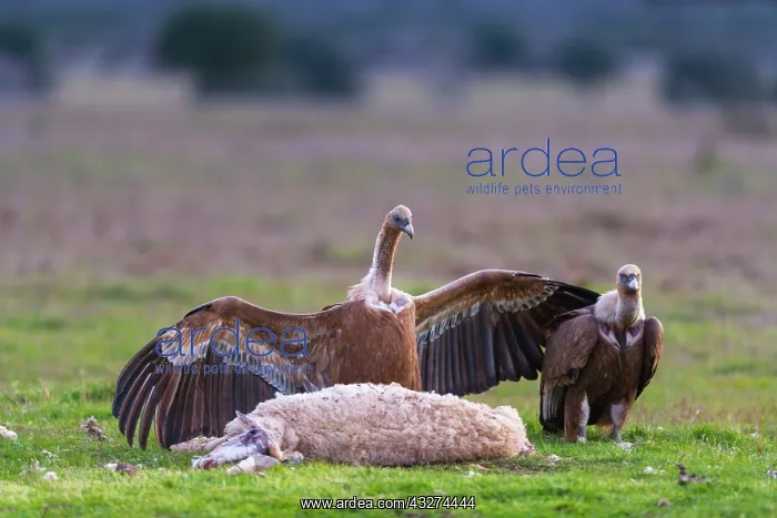  : Griffon Vultures and Sheep corpse - Cabaeros NP Spain