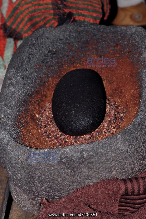 : Grinding Cacao Beans : Grinding Cacao Beans