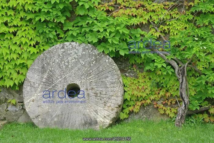 : Grinding stone, Castle Banfi in Tuscany : Grinding stone, Castle Banfi in Tuscany