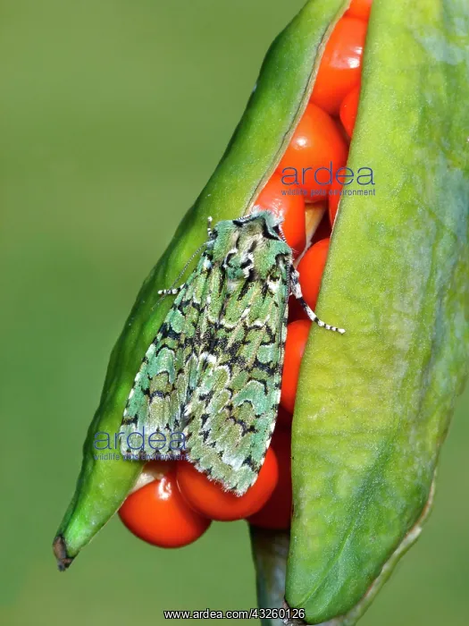 : Griposia aprilina, Dichonia aprilina, merveille : Griposia aprilina, Dichonia aprilina, merveille
