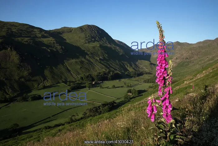 : Grisedale Valley - Foxglove - near Helvellyn - Cumbria - UK : Grisedale Valley - Foxglove - near Helvellyn - Cumbria - UK