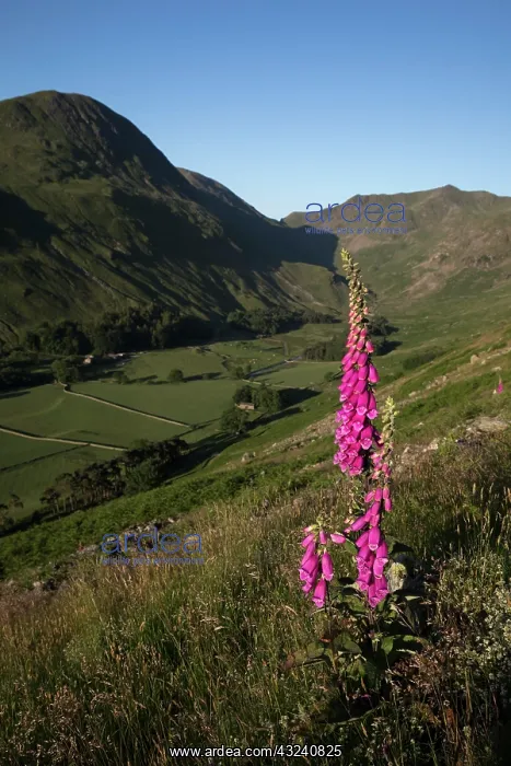 : Grisedale Valley - Foxglove - near Helvellyn - Cumbria - UK : Grisedale Valley - Foxglove - near Helvellyn - Cumbria - UK