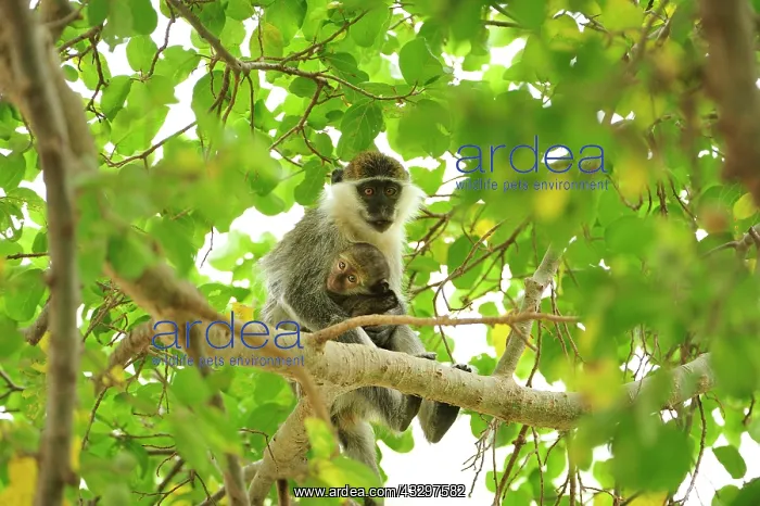 : Grivet Monkey / Vervet monkey / Green Monkey - with : Grivet Monkey / Vervet monkey / Green Monkey - with