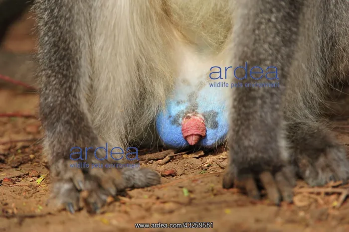 : Grivet Monkey / Vervet monkey / Green Monkey - blue : Grivet Monkey / Vervet monkey / Green Monkey - blue