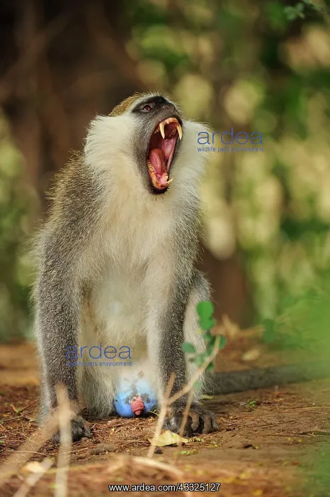 : Grivet Monkey / Vervet monkey / Green Monkey - yawning : Grivet Monkey / Vervet monkey / Green Monkey - yawning