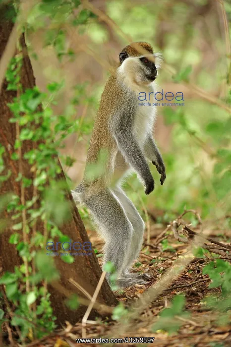 : Grivet / Vervet / Green Monkey Awash National Park : Grivet / Vervet / Green Monkey Awash National Park