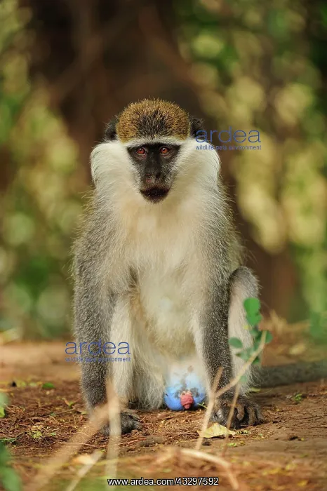 : Grivet / Vervet / Green Monkey Awash National Park : Grivet / Vervet / Green Monkey Awash National Park