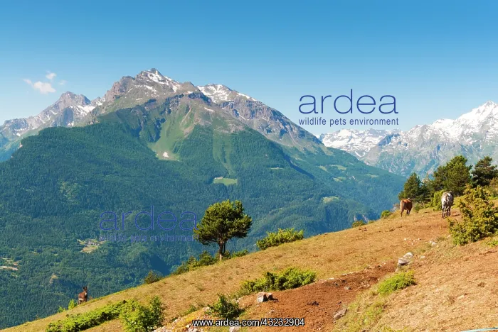 : Grivola and Grand Nomenon mountains, Aosta : Grivola and Grand Nomenon mountains, Aosta