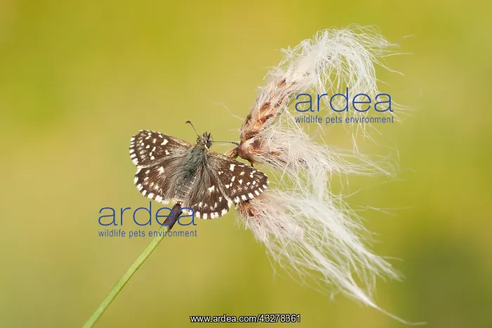 : Grizzeld Skipper (Pyrgus malvae) spreading its : Grizzeld Skipper (Pyrgus malvae) spreading its