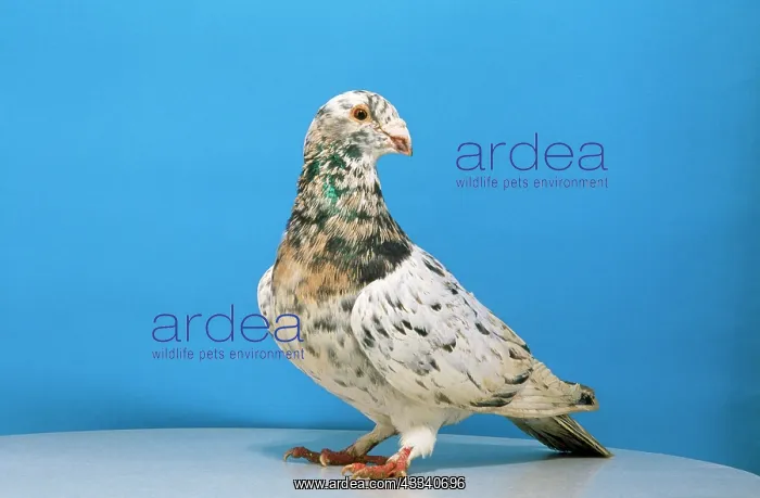  : Grizzle Pigeon - male, domestic shoe breed