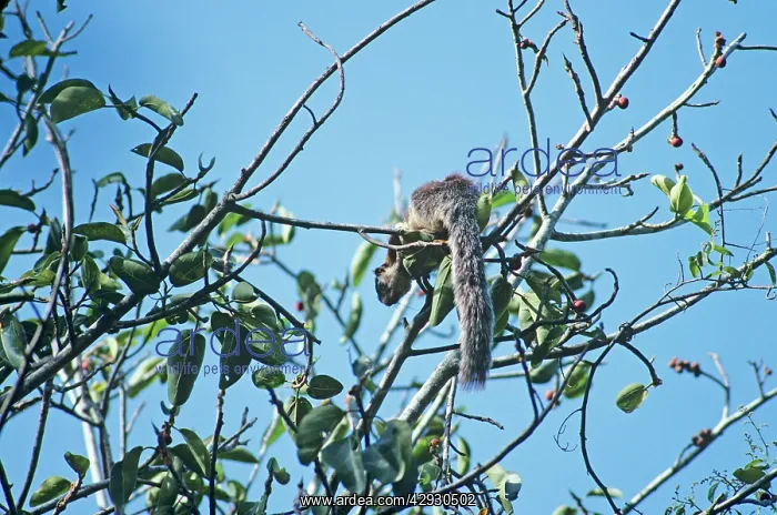 : Grizzled Giant Squirrel : Grizzled Giant Squirrel