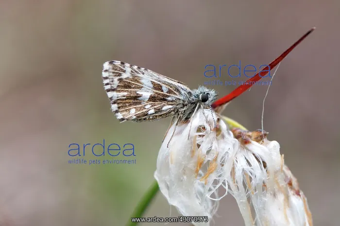 : Grizzled Skipper : Grizzled Skipper