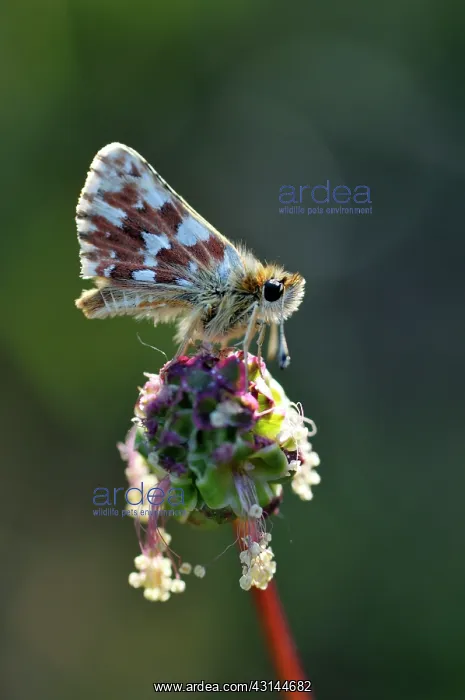 : Grizzled Skipper : Grizzled Skipper