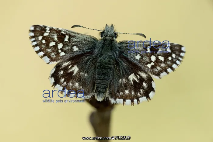 : Grizzled Skipper : Grizzled Skipper