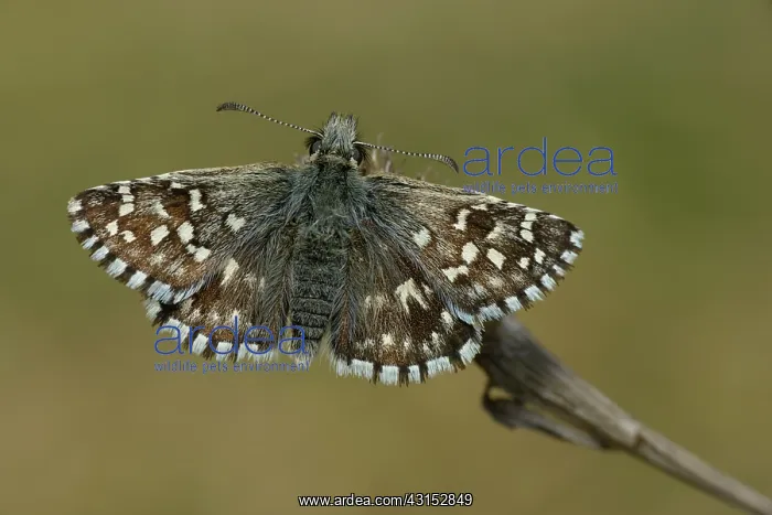 : Grizzled Skipper : Grizzled Skipper