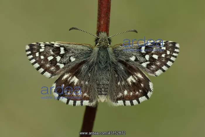 : Grizzled Skipper : Grizzled Skipper