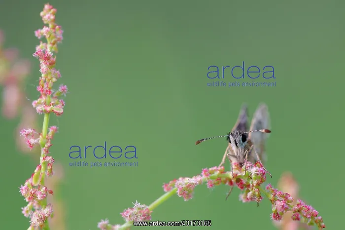 : Grizzled Skipper : Grizzled Skipper