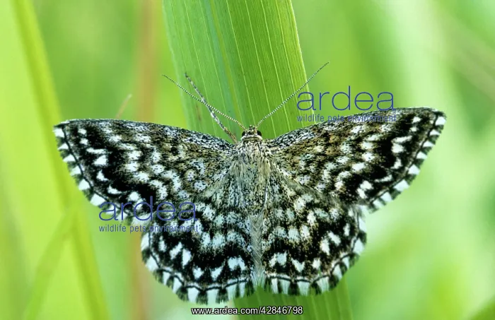 : Grizzled Skipper - on flower : Grizzled Skipper - on flower