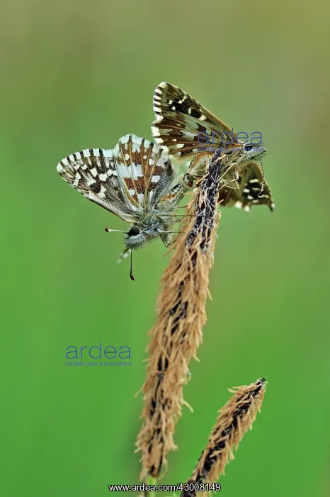 : Grizzled Skipper mating : Grizzled Skipper mating