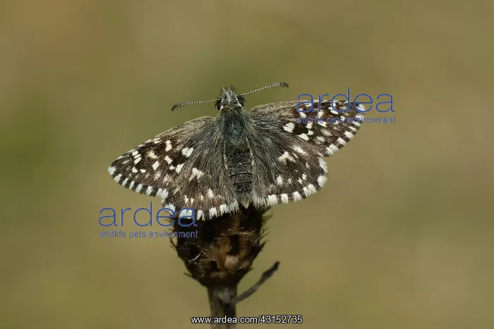 : grizzled skipper (Pyrgus malvae) : grizzled skipper (Pyrgus malvae)