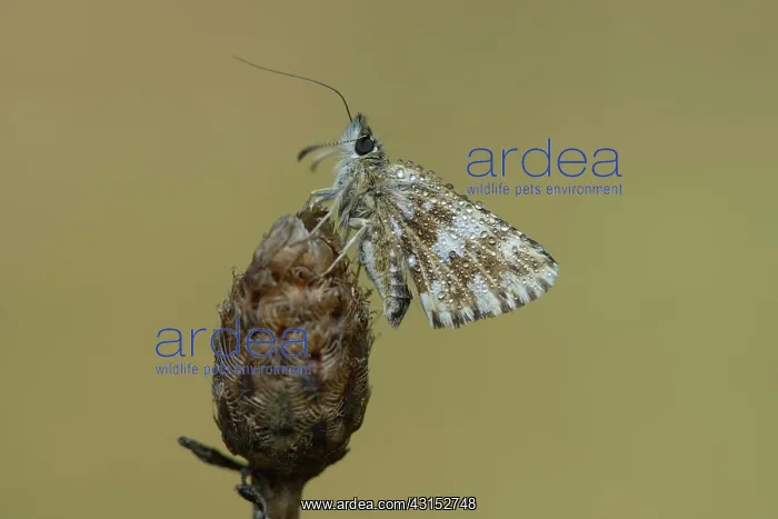 : grizzled skipper (Pyrgus malvae) : grizzled skipper (Pyrgus malvae)