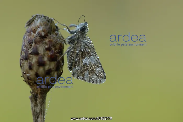 : grizzled skipper (Pyrgus malvae) : grizzled skipper (Pyrgus malvae)