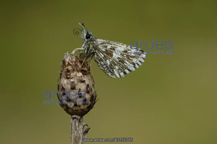 : grizzled skipper (Pyrgus malvae) : grizzled skipper (Pyrgus malvae)