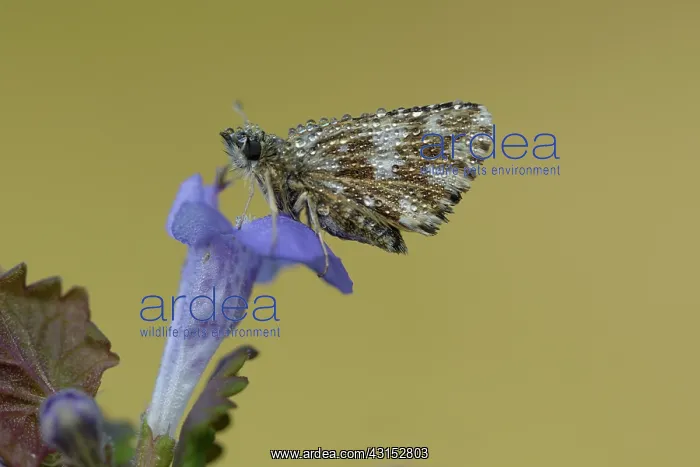 : grizzled skipper (Pyrgus malvae) : grizzled skipper (Pyrgus malvae)